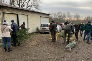 Choinki prosto z lasu w Będzinie Grodźcu
