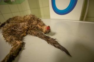 Źli ludzie odstrzelili Zbyszkowi łapę