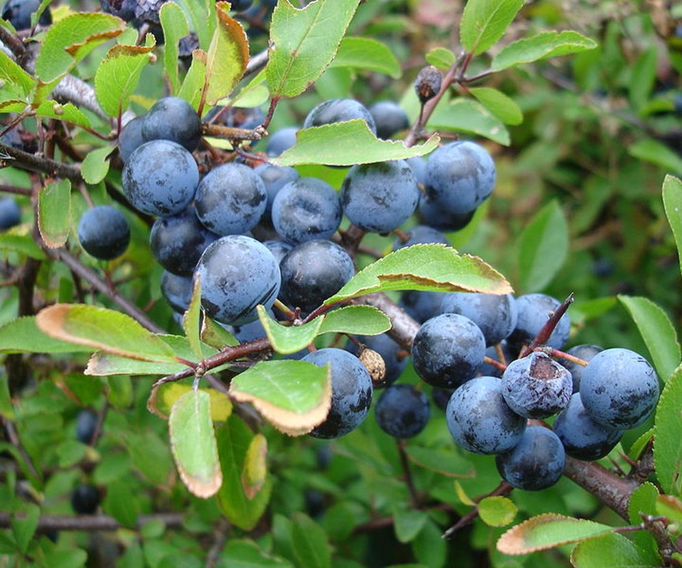 Lecznicza nalewka  z tarniny [PRZEPIS]