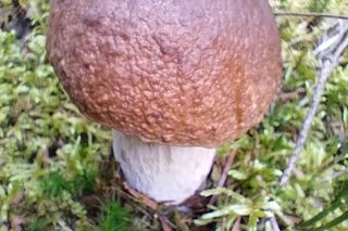 Muzyk Janusz Stasiak zbierał grzyby w Świętokrzyskiem