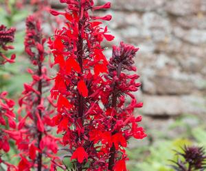 Lobelia szkarłatna