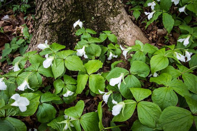 Trójlist zielonopłatkowy - Trillium chloropetalum