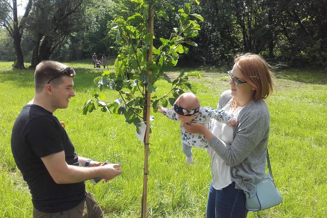 Mieszkańcy zasadzili drzewa dla swoich dzieci. Rośnie pierwszy Park Krakowian [AUDIO, WIDEO]