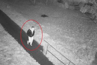 Bez powodu uderzył w twarz 31-latka. Policja opublikowała wideo i rysopis