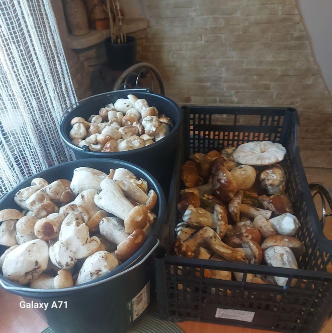 Grzyby w świętokrzyskim
