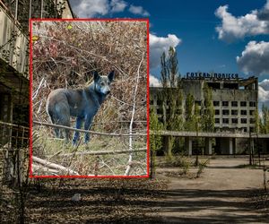 Szokujące zjawisko w Czarnobylu. W strefie zaobserwowano niebieskie psy