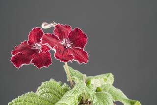 Kwiaty doniczkowe kwitnące na czerwono: skrętnik