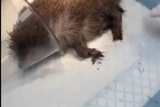 Jeżyk uczulony na sianko