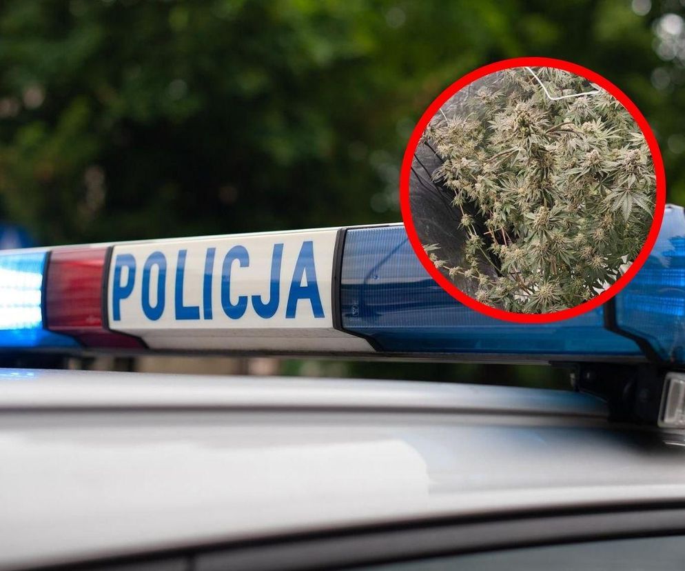 Plantator-amator z Sosnowca nakryty przez policję