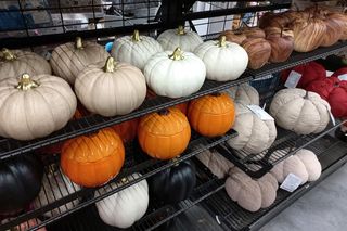 W sklepach w Lesznie już jesień. Poduszki dynie i liście do wazonu