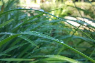 Są kolorowe, pachnące i... smaczne! Ogród Botaniczny zaprasza na jadalne kwiaty