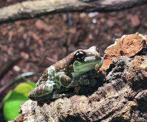 W pawilonie Lasu Deszczowego w Śląskim Ogrodzie Zoologicznym pojawili się nowi mieszkańcy