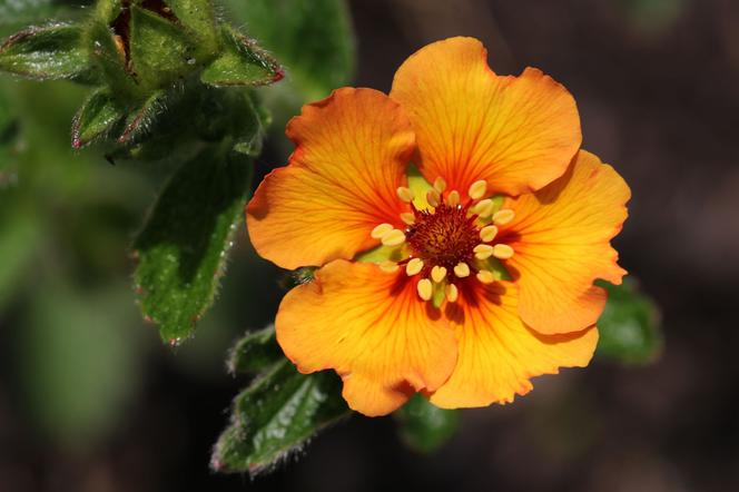 Pięciornik wielkokwiatowy = pięciornik poziomkowaty - Potentilla megalantha