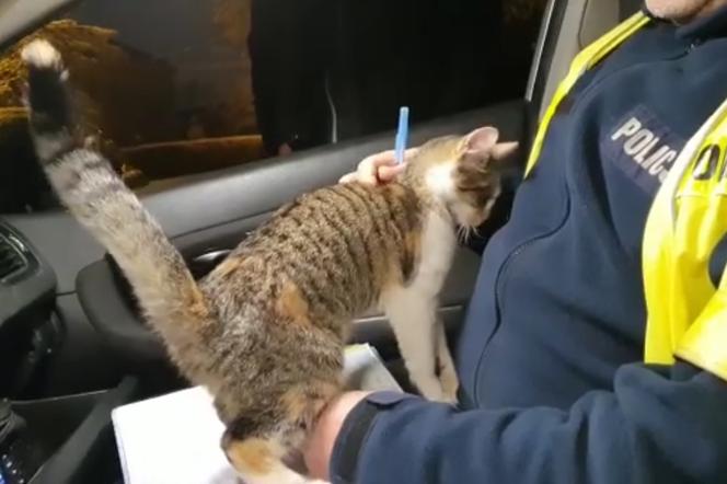 Figlarna kotka zabawia się na kolanach policjanta! Trwają poszukiwania właściciela [WIDEO]