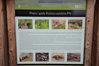 Akcja RPN Ocal żabkę