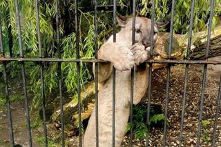 Puma Nubia tęskni za byłym właścicielem. To zdjęcie wzrusza do łez [FOTO]