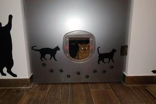 Katowice: Pierwsza na Śląsku Kocia Kawiarnia działa już trzy tygodnie! [ZDJĘCIA]