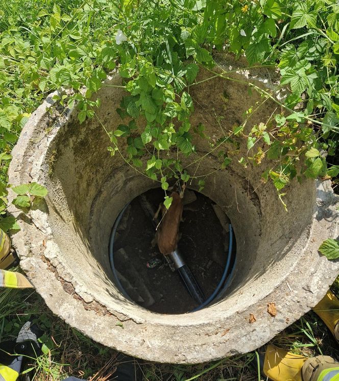 Druhowie z Iwonicza uratowali sarenkę. 