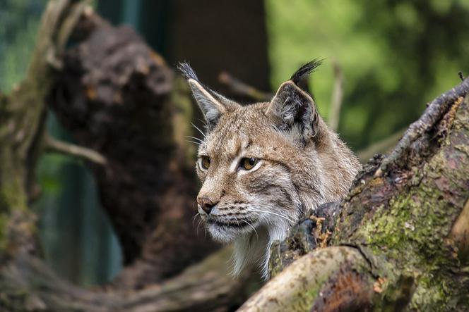  Zamojszczyzna: Horaj wrócił do roztoczańskich lasów i zaczął żyć na własną łapę. Teraz jest monitorowany