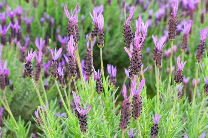 Lawenda francuska - Lavandula stoechas