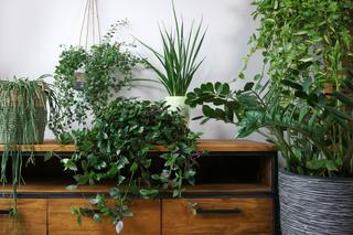 Rośliny doniczkowe w domu