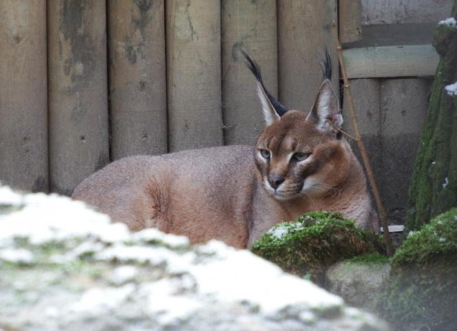 Tak wyglądają zwierzęta mieszkające w śląskim ZOO