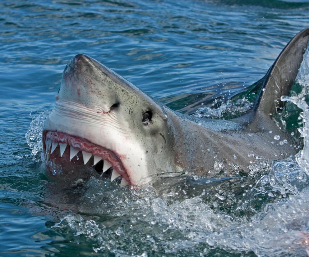 Przerażający atak rekina u wybrzeży Wielkiej Brytanii. Pierwszy taki od 150 lat. Ludzie w panice