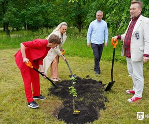 Dąb Kubuś - potomek Bartka - posadzony w Kielcach