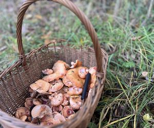 Prawdziwe skarby jesieni. Listopad to idealny czas na grzyby w Świętokrzyskiem? [Zdjęcia Waszych zbiorów]