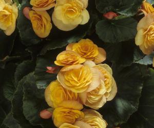 Begonia bulwiasta