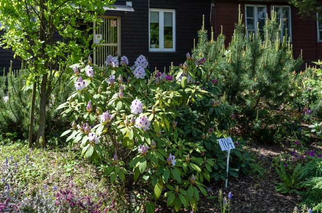 Miniarboretum powstało w Bytomiu. Miasto zaprasza uczniów i przedszkolaków