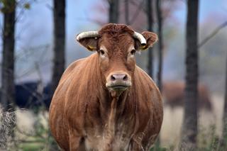 PILNE: Przerażone i bardzo agresywne byki uciekły z gospodarstwa. Trwa obława