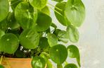 Pilea peperomioides, czyli kwiat pieniążek