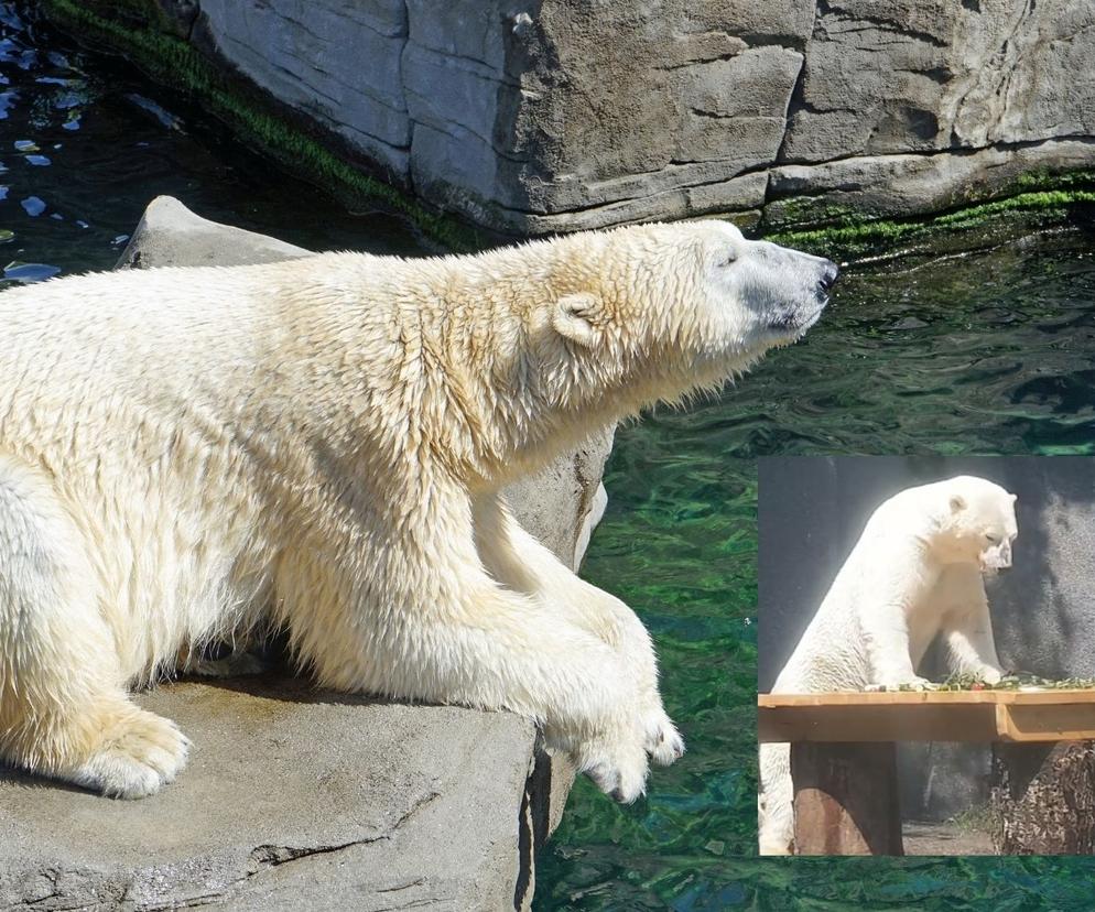 W zoo stanęła platforma widokowa  na wyybegu dla niedźwiedzi polarnych. Zobaczcie WIDEO z jej budowy! 