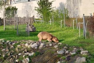 Wiosenny spacer w zamojskim zoo