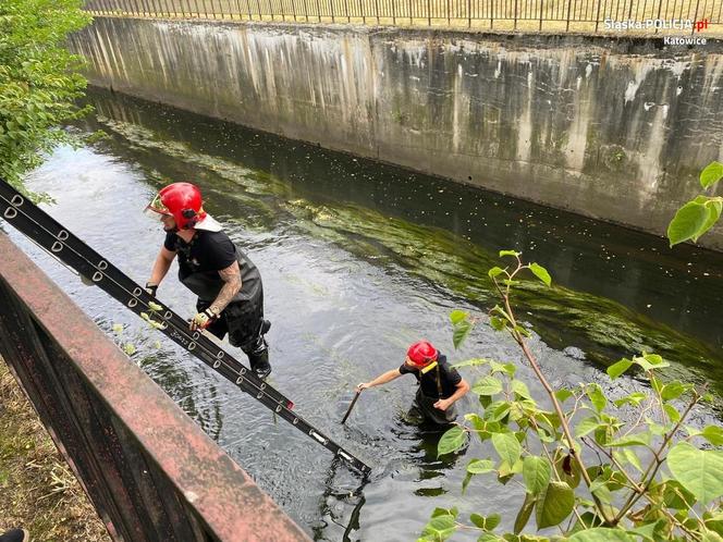 Katowice. Policjanci zatrzymali mężczyznę podejrzanego o zabicie swojego kolegi