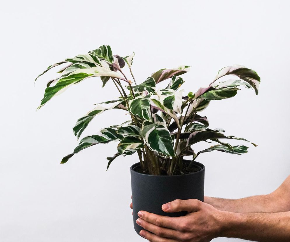 Kalatea 'Fusion White' (Calathea 'Fusion White').