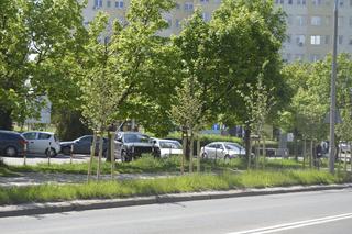 Nowe drzewa w Olsztynie. Do końca przyszłego roku przybędzie ich ponad 2800 [FOTO]