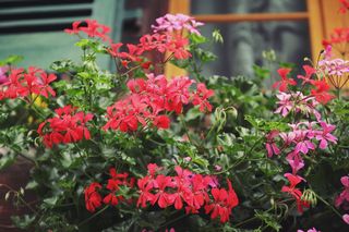 Pelargonia kaskadowa. Co robić, by pięknie kwitła cały sezon? 
