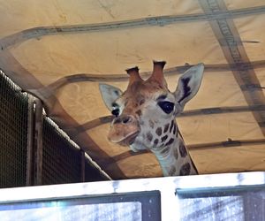 Nowa żyrafa w gdańskim ZOO