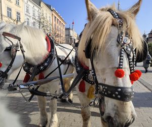 obrońcy zwierząt zniechęcają turystów do przejażdżek dorożkami 