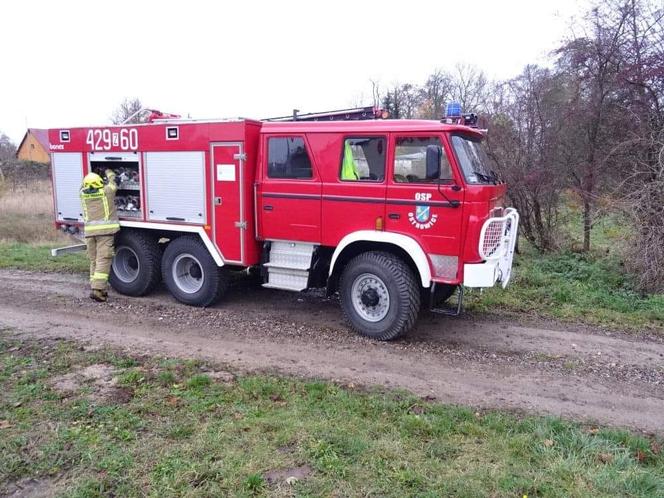 Krowa utknęła w błotnistym rowie. Bohaterska akcja strażaków pod Drawskiem