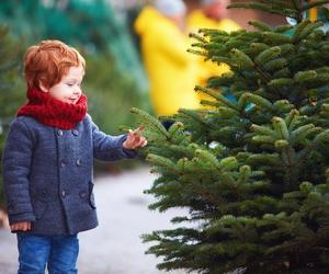 Drzewo życia, czyli prawdziwa historia świątecznej choinki