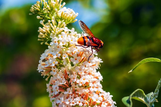 Budleja Dawida (Buddleja davidii) 