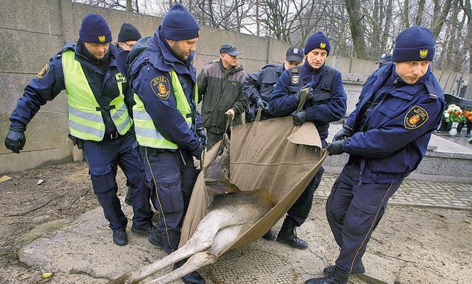 Łoś biegał między nagrobkami