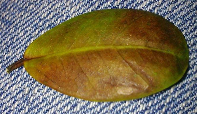 Ficus microcarpa 'Ginseng': dlaczego opadają liście?