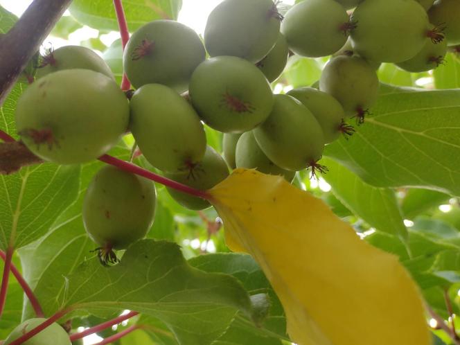 Wyjątkowe owoce rosną pod Bydgoszczą. Wiadomo już, że mini kiwi mają 20 składników odżywczych, a naukowcy nie skończyli liczyć