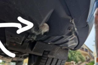  Olkusz. Zaginiona kotka Blue odnaleziona w Chorwacji. Przejechała w zderzaku ponad 1 000 kilometrów 