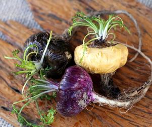 Naturalne składniki na potencję