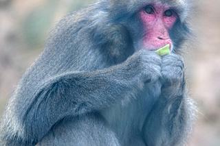 Śnieżne małpy w łódzkim ZOO. Zamieszkały w szczególnym miejscu